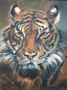 090_Tiger