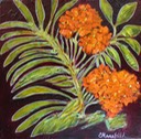 Orange-Butterfly-Plant-2