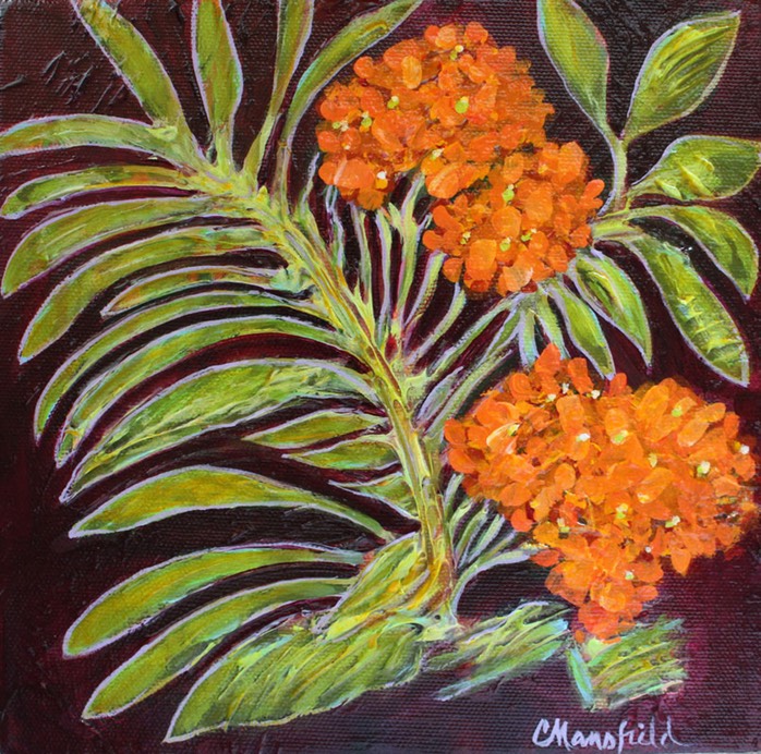 Orange-Butterfly-Plant-2